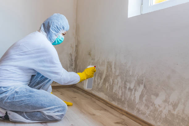 Asbestos and Lead Testing During Mold Inspection in Mccleary, WA